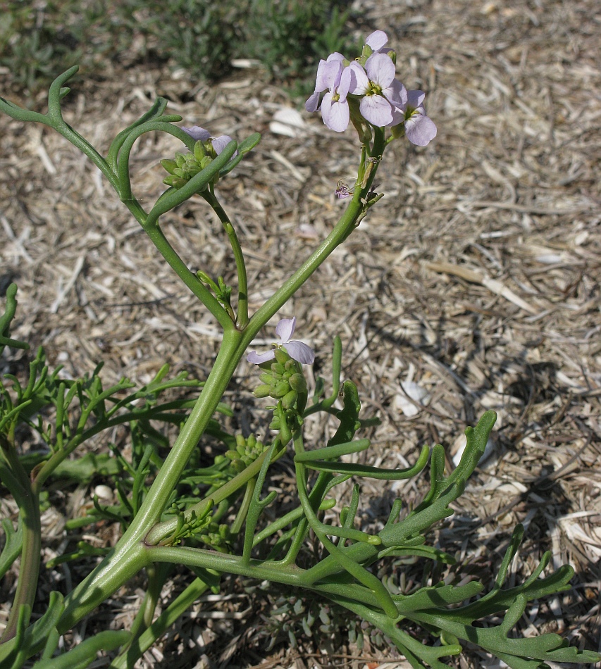 Image of Cakile euxina specimen.