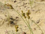 Carex colchica