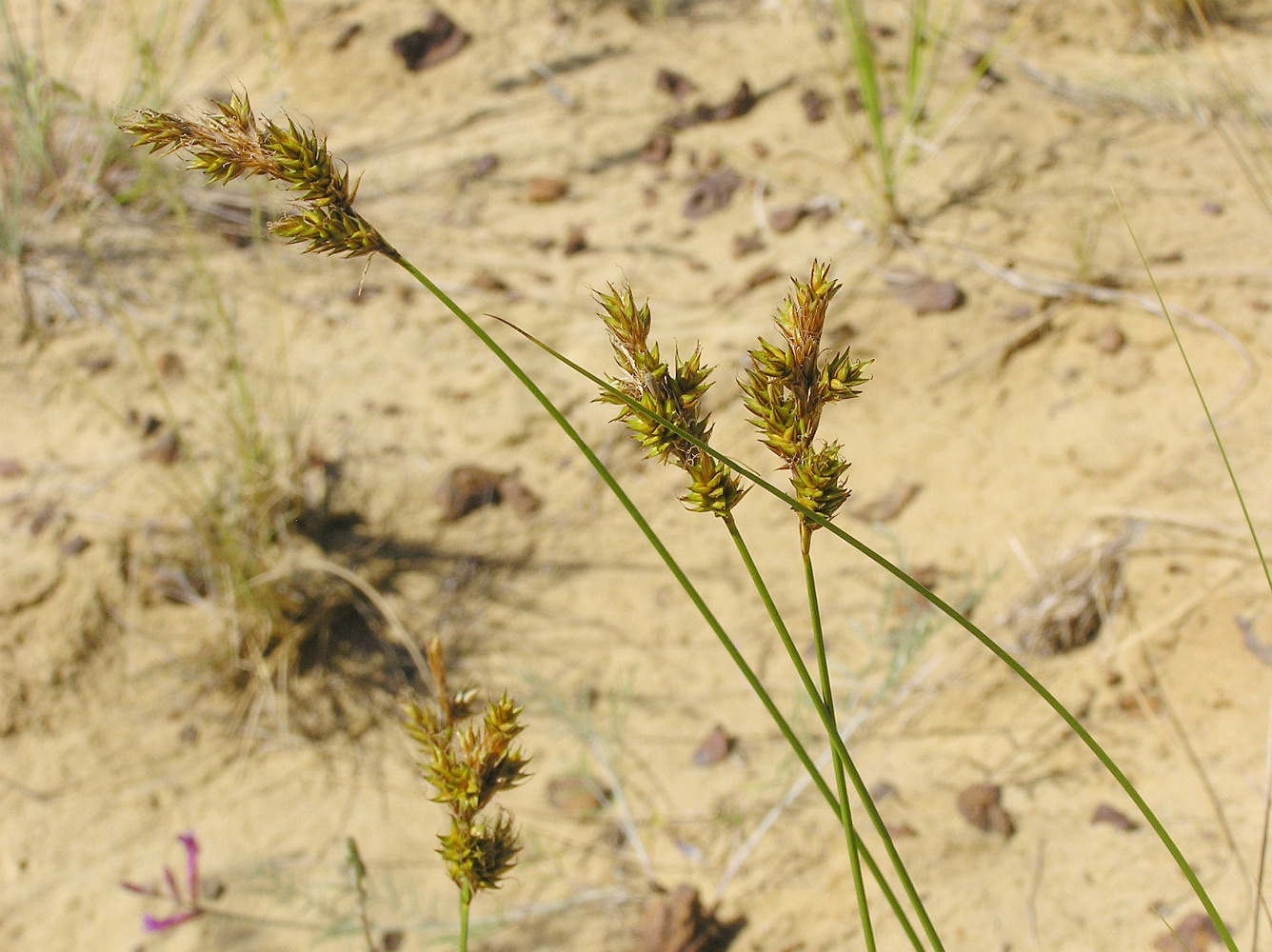 Image of Carex colchica specimen.