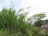 Arundo donax. Небольшая заросль на скальном выступе. Испания, Каталония, Жирона, Тосса-де-Мар, верхняя часть города. 24.06.2012.
