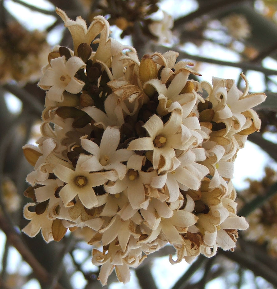 Изображение особи Brachychiton australis.