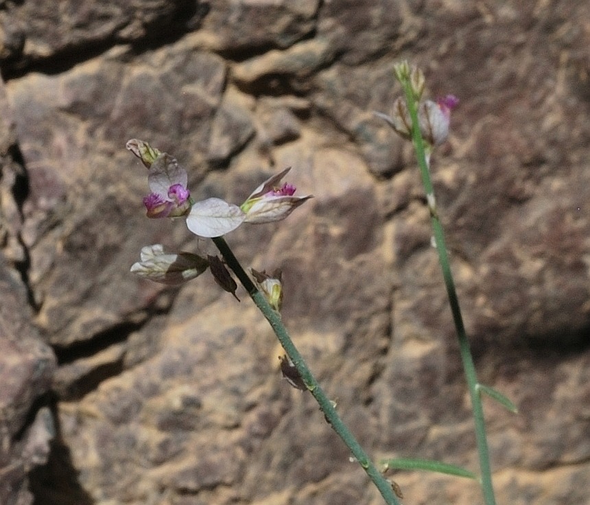 Изображение особи Polygala negevensis.