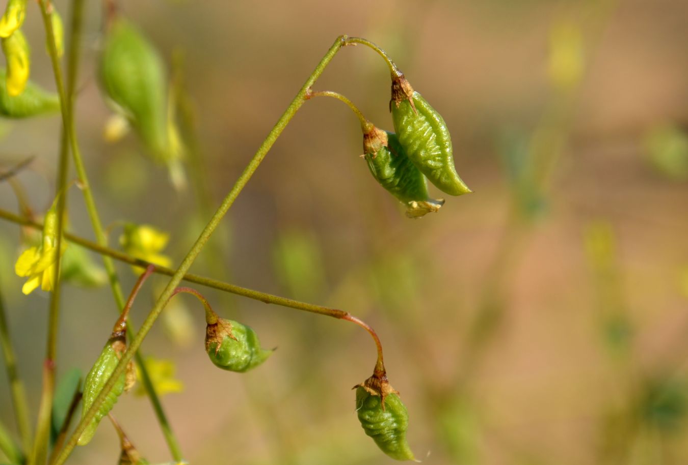 Изображение особи Melilotus polonicus.