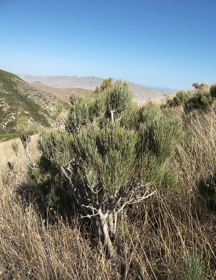 Image of Ephedra procera specimen.