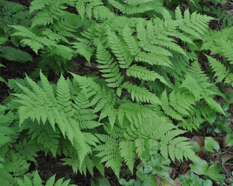 Image of Dryopteris expansa specimen.