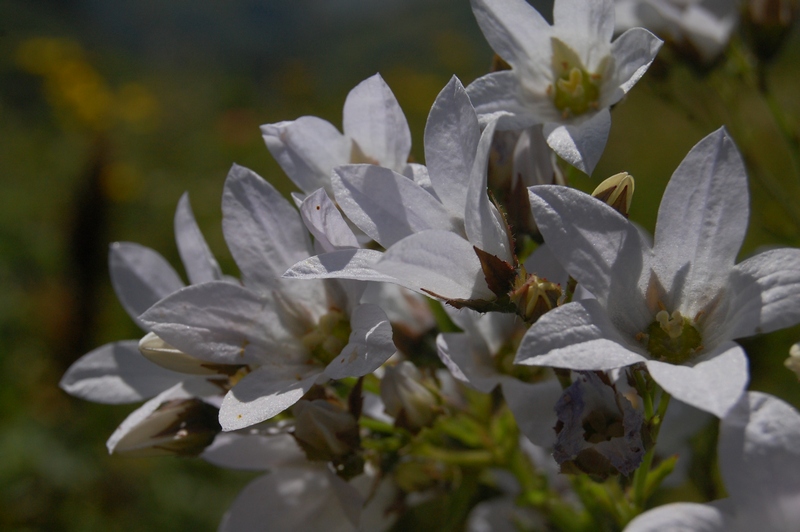 Image of Gadellia lactiflora specimen.