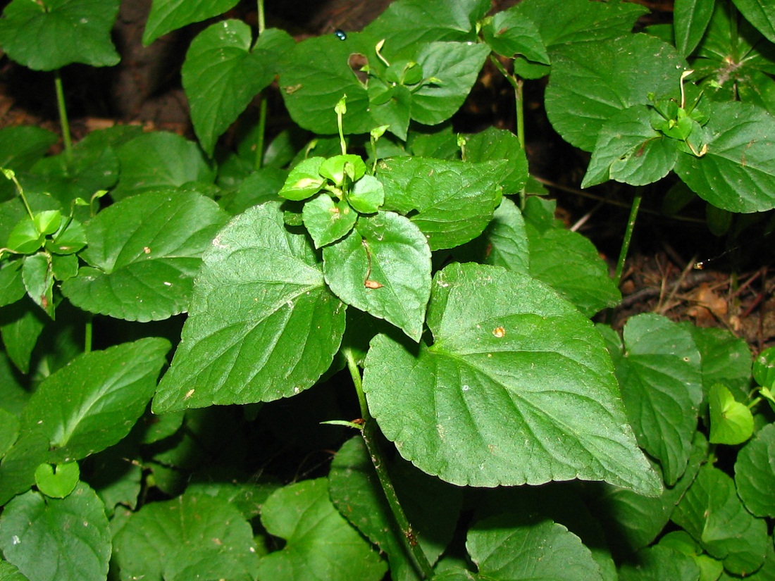 Image of genus Viola specimen.