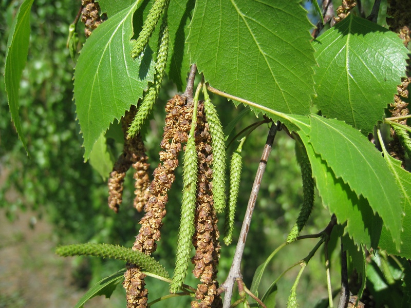 Изображение особи Betula pendula.