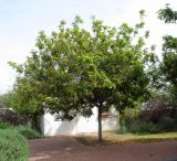Alectryon tomentosum. Дерево, меняющее листья. Израиль, Шарон, г. Герцлия. 31.03.2013.