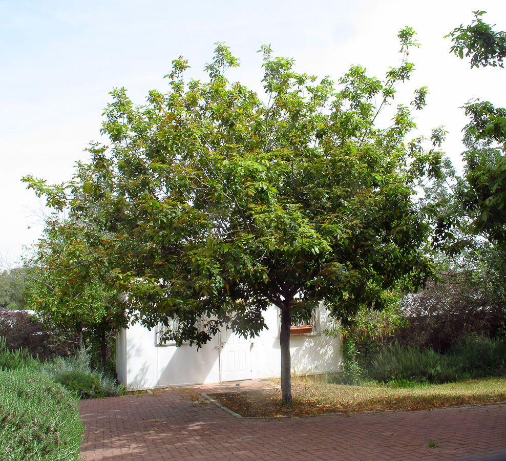 Image of Alectryon tomentosum specimen.