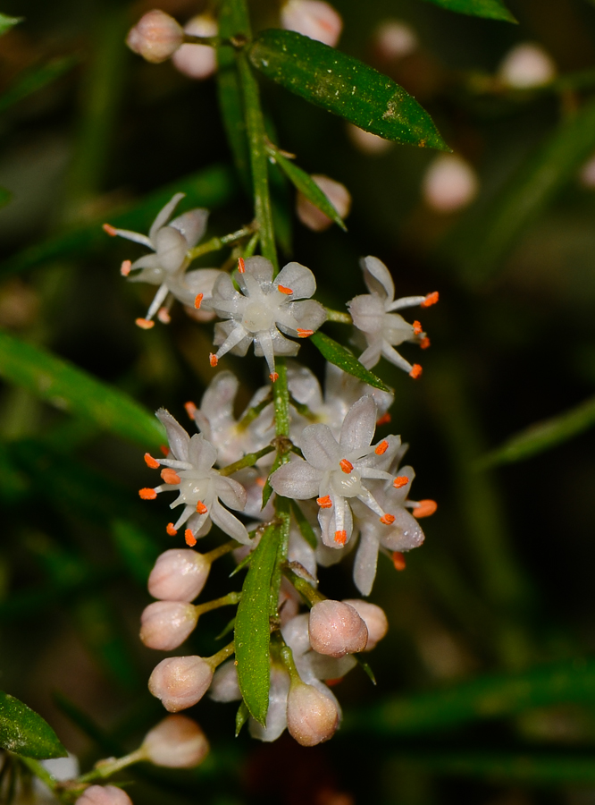 Image of Asparagus densiflorus specimen.