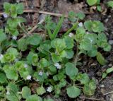 Veronica sublobata. Цветущее растение. Германия, г. Кемпен, в лесопосадке. 19.04.2013.