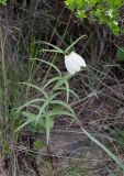 Fritillaria verticillata. Цветущее растение. Казахстан, Восточно-Казахстанская обл., Западный Алтай, скл. Ульбинского хребта, окр. с. Ушановское. 02.05.2013.