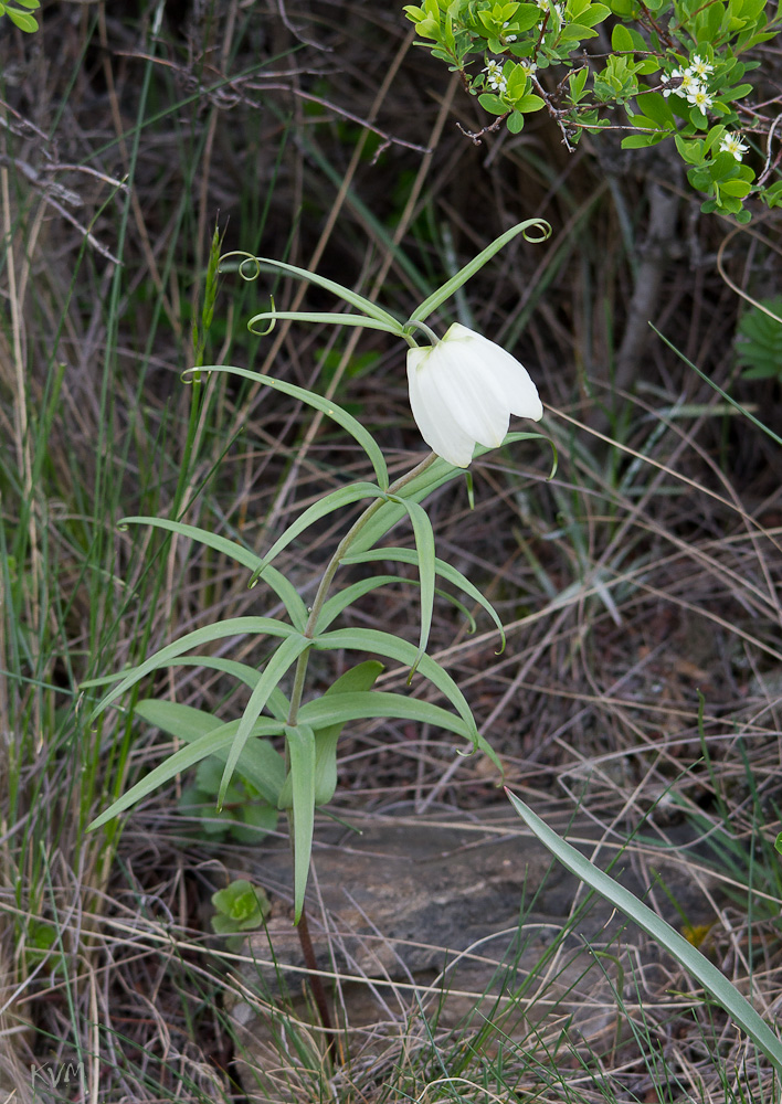 Изображение особи Fritillaria verticillata.