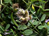 Astragalus filicaulis