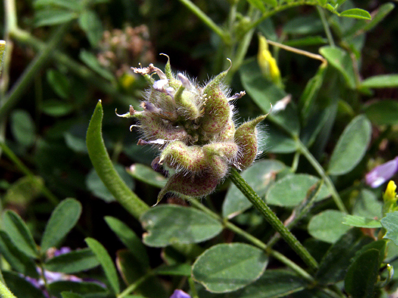 Изображение особи Astragalus filicaulis.