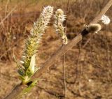 Salix gmelinii