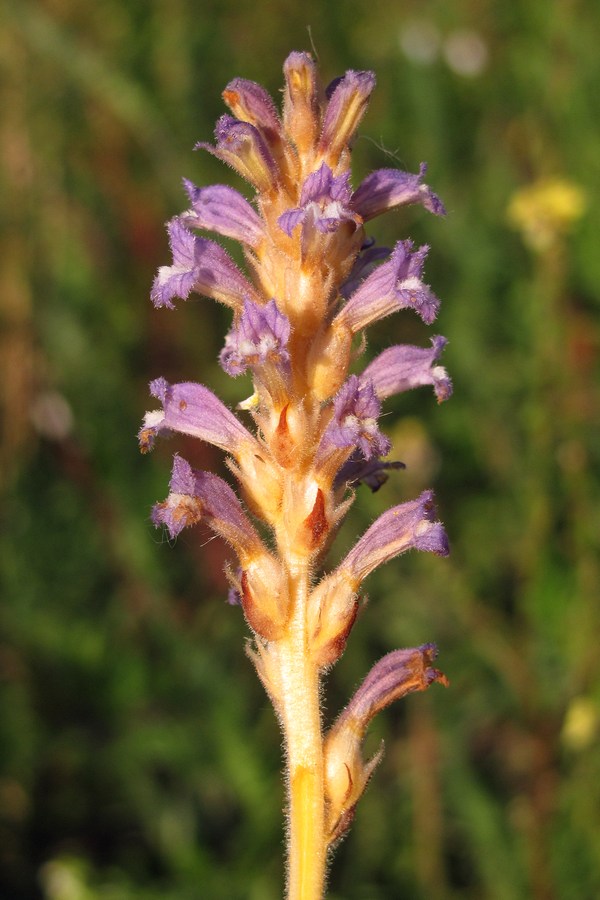 Image of Phelipanche ramosa specimen.