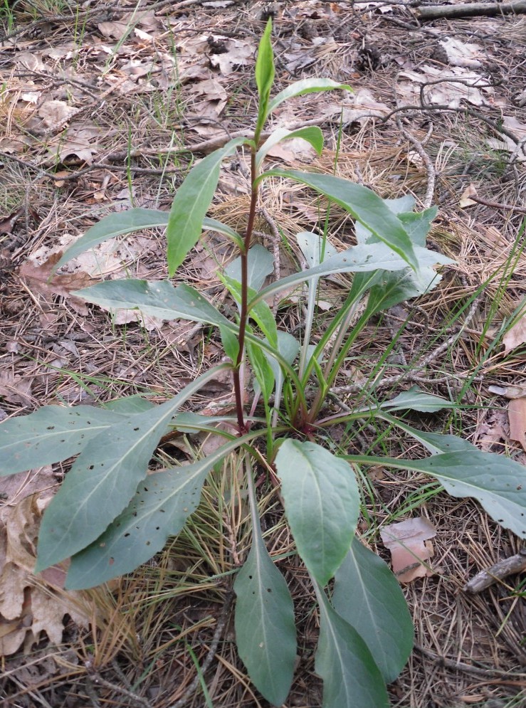 Изображение особи Solidago virgaurea.