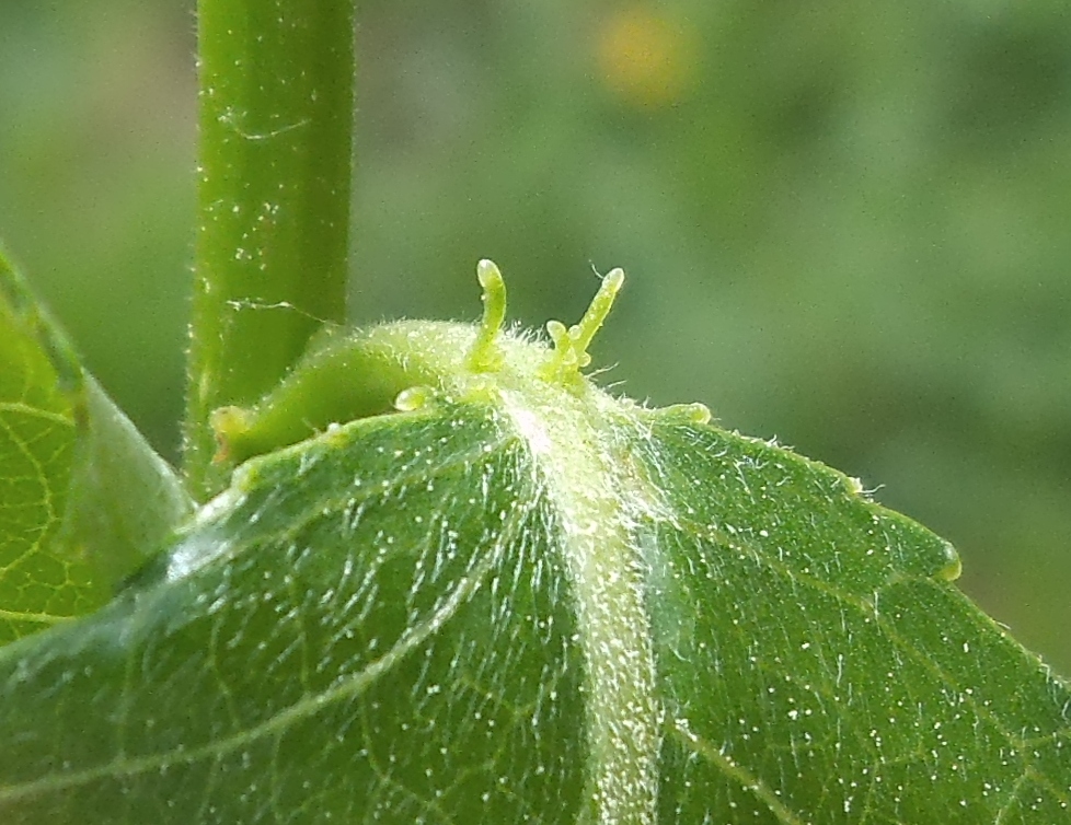 Image of Salix &times; meyeriana specimen.