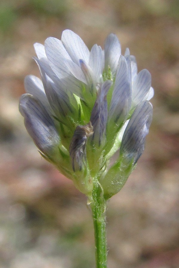 Image of Trigonella procumbens specimen.