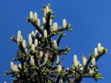Abies pinsapo. Верхушка дерева с незрелыми шишками и начавшими рост молодыми побегами. Крым, г. Ялта, в городском озеленении. 20.05.2013.