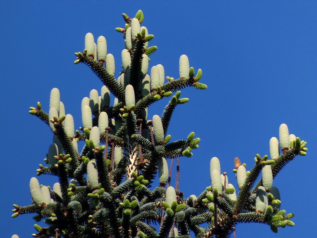 Image of Abies pinsapo specimen.