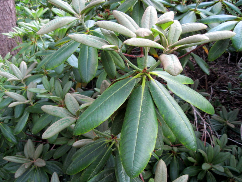 Изображение особи Rhododendron brachycarpum.