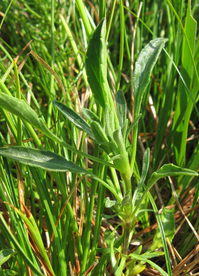 Image of Viola oreades specimen.