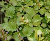 genus Campanula