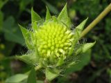 genus Gaillardia. Нераспустившееся соцветие. Краснодарский край, г. Крымск, заброшенный участок земли возле бывшего жилья, снесённого после наводнения 2012 г. 15.07.2013.