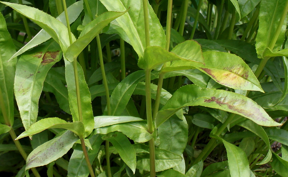 Image of Penstemon attenuatus specimen.