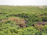 Juniperus sargentii