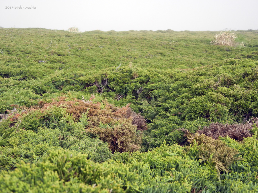 Image of Juniperus sargentii specimen.