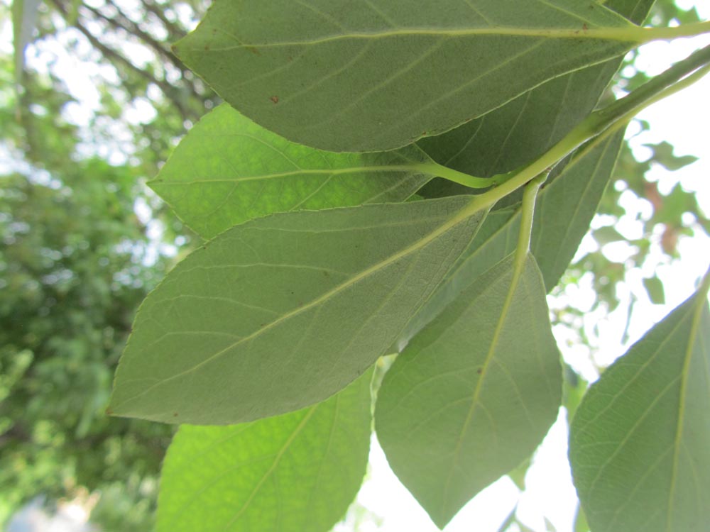 Image of Populus simonii specimen.