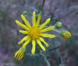 Senecio borysthenicus. Раскрывшееся и нераскрывшиеся соцветия-корзинки. Украина, Черкасская обл., Каневский р-н, региональный ландшафтный парк \"Трахтемиров\", зарастающая лесная дорога на песке. 28 июня 2013 г.