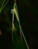 Stipa capillata. Цветок. Украина, Днепропетровская обл., правый берег р. Днепр, балка в верховьях р. Самоткань. 11.08.2013.