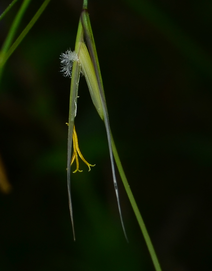 Изображение особи Stipa capillata.