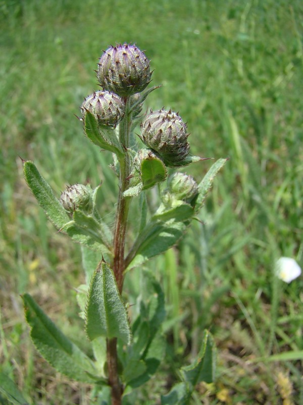 Image of Cirsium setosum specimen.