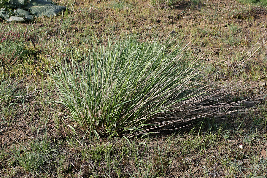 Изображение особи семейство Poaceae.