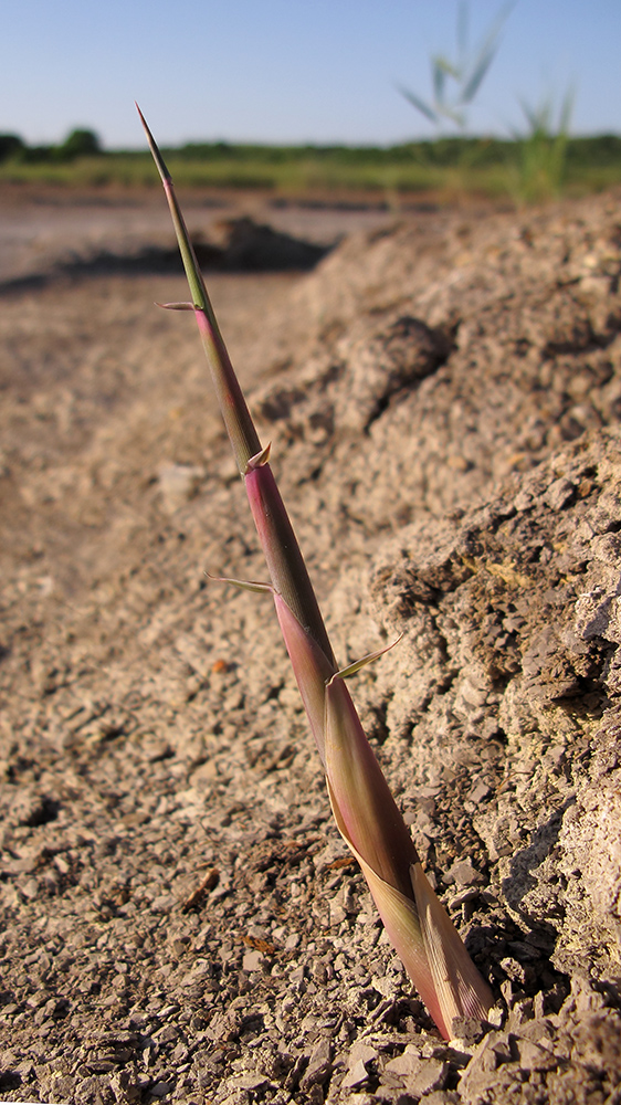 Image of Phragmites australis specimen.