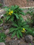 Sonchus congestus