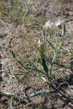 Scorzonera circumflexa. Плодоносящее растение. Южный Казахстан, восточная граница пустыни Кызылкум. 05.05.2013.