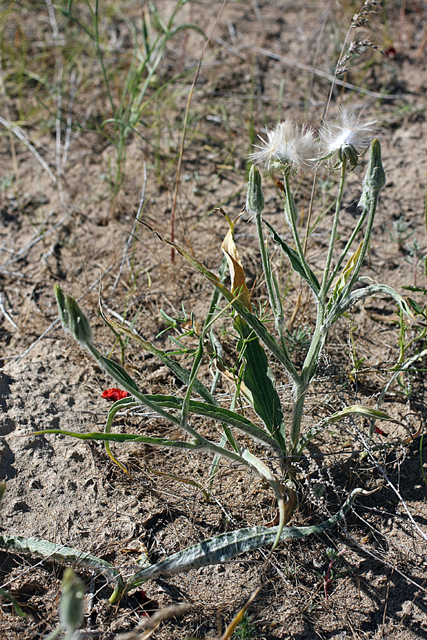 Изображение особи Scorzonera circumflexa.