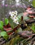 Bergenia crassifolia