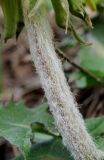 Taraxacum officinale