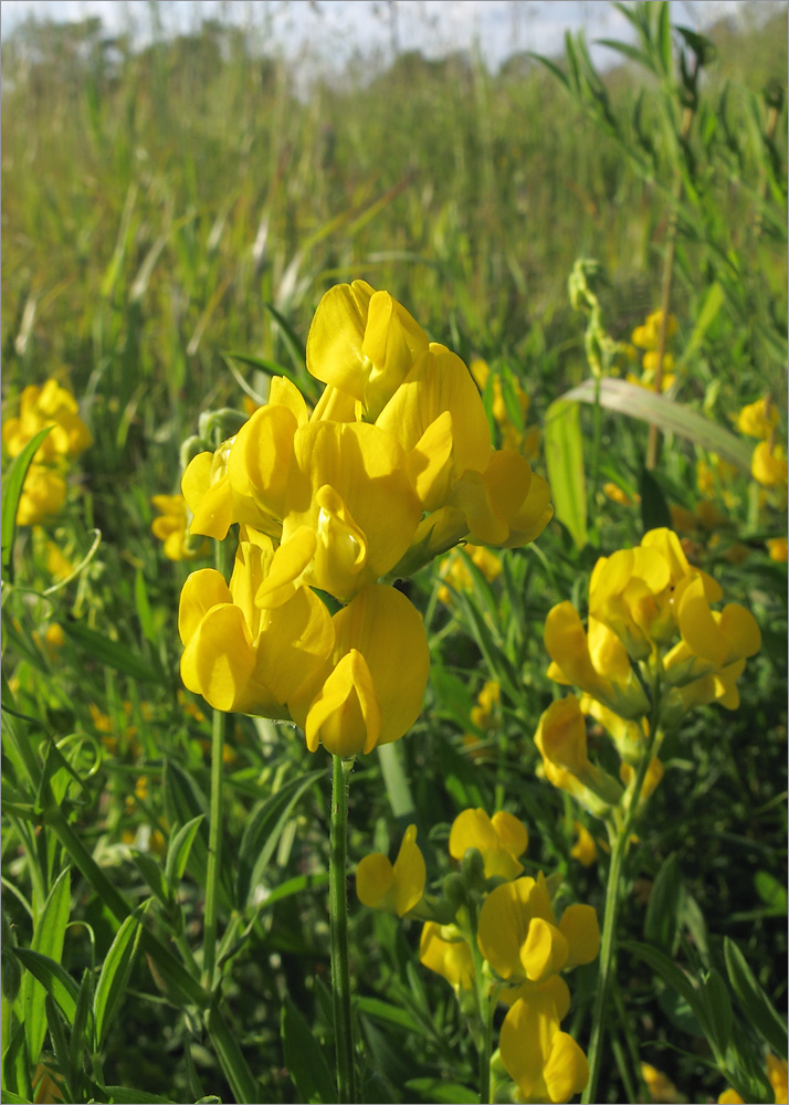 Изображение особи Lathyrus pratensis.