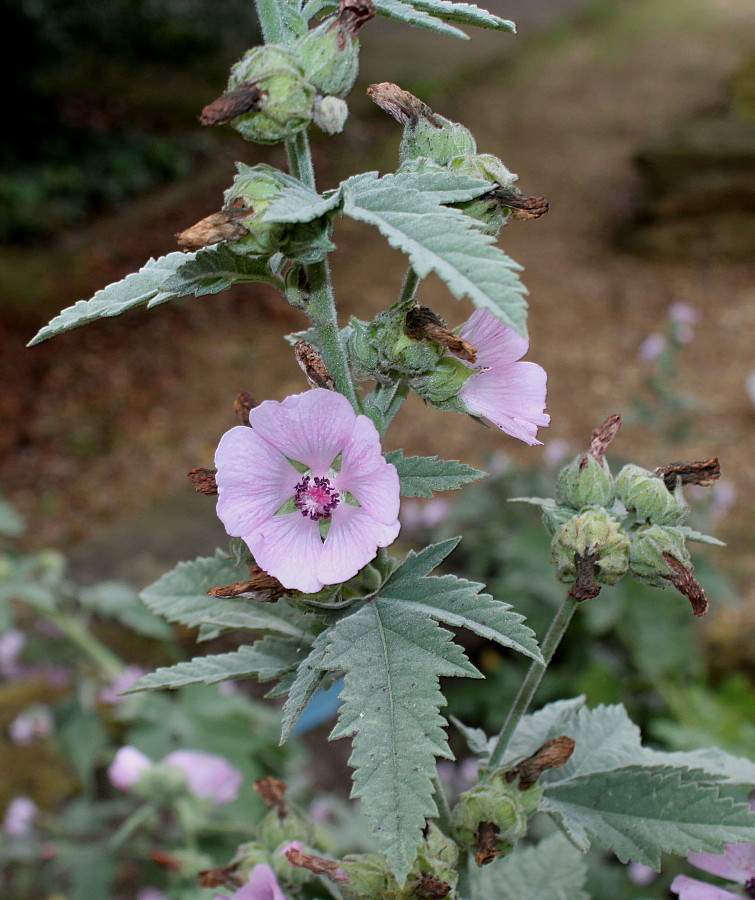 Изображение особи Althaea taurinensis.