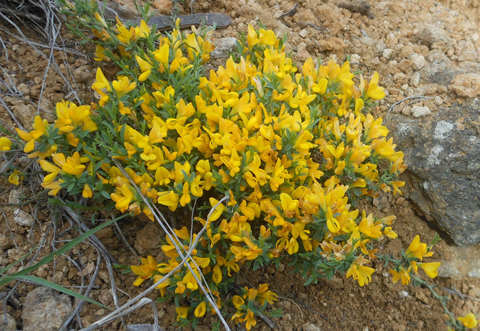 Image of Genista scythica specimen.