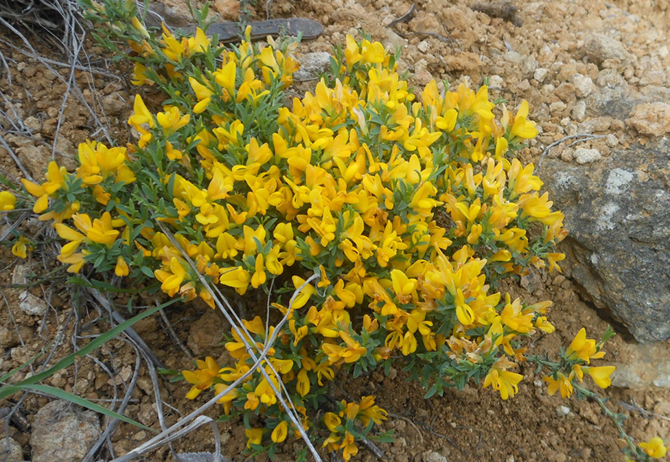 Изображение особи Genista scythica.